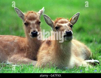 Deux faons de Pere David sont nés au zoo d'Édimbourg le 19 avril.Une fois éteints dans la nature, ils ont été sauvés de l'oubli et réintroduits dans leur Chine natale.Du nom du naturaliste du XIXe siècle Abbe Armand David, leur nombre a rapidement diminué au XIXe et au XXe siècles en raison de la chasse excessive.Plusieurs espèces dispersées autour des zoos européens ont été regroupées à l'abbaye de Woburn, par le duc de Bedford qui a commencé un programme de reproduction soigneusement géré.Photo de Chris Bacon/PA Banque D'Images