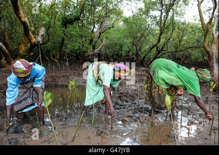 KENYA, Mombasa, Jimbo, plantation de mangroves comme protection du littoral / KENIA, Diakonie Kuestenschutz Katastrophenprevention Projekt und der en Kuestenregion bei Mombasa , Ort Jimbo , Mangrovenanpflanzung bei Frauen Banque D'Images