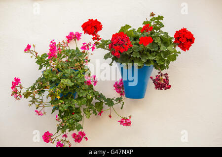 Plante en pot avec les fleurs rouges sur un mur de la maison blanche, la ville de Cordoba Andalousie, Espagne, Europe Banque D'Images