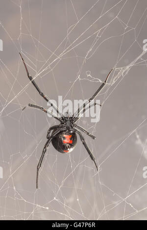 L'araignée veuve noire, une araignée venimeuse en Caroline du Nord. Latrodectus mactans, Sud de l'araignée veuve noire. Vue ventrale o Banque D'Images