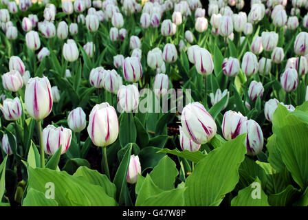 Tulipes blanches à rayures dans jardin spécial printemps Banque D'Images