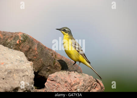 La bergeronnette printanière, Motacilla flava Bergeronnette printanière,, seul oiseau sur rock, Hongrie, Mai 2016 Banque D'Images