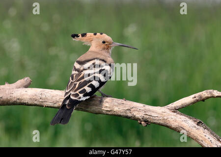 Huppe fasciée, Upupa epops, seul oiseau sur branche, Hongrie, Mai 2016 Banque D'Images