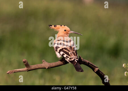 Huppe fasciée, Upupa epops, seul oiseau sur branche, Hongrie, Mai 2016 Banque D'Images