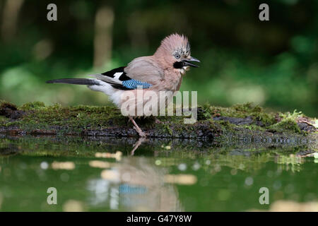 Jay, Garrulus glandarius, seul oiseau dans l'eau, de la Hongrie, Mai 2016 Banque D'Images