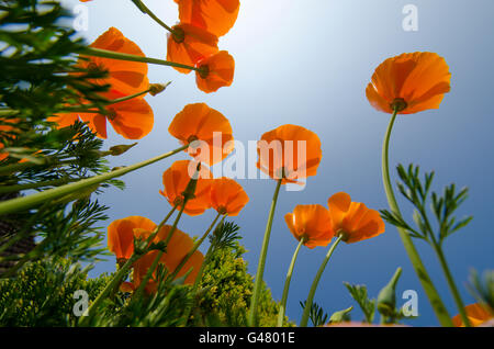 Pavot de californie Eschscholzia californica] peut [UK. Banque D'Images