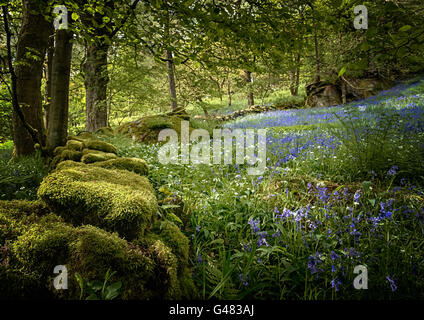 Hardcastle Crags, Yorkshire, UK, jacinthes Banque D'Images
