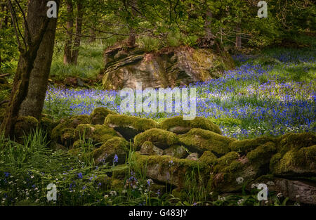 Hardcastle Crags, Yorkshire, UK, jacinthes Banque D'Images