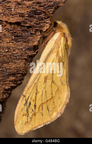 Ghost (Hepialus humuli) femelle. Spécimen usés dans la famille, serpents montrant marques orange et sur les nervures des ailes Banque D'Images