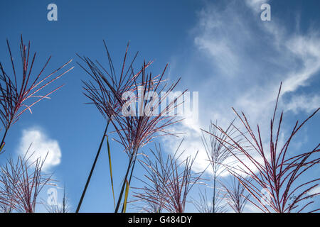 Fleurs plumeuses de Miscanthus sinensis herbes ornementales Banque D'Images