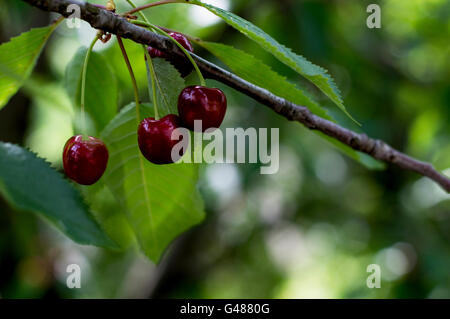 Trois cerises rouges mûres sur une branche, macro Banque D'Images