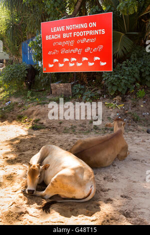 Sri Lanka, Mirissa, vaches endormi ci-dessous rien laisser sur la plage mais empreintes de signer Banque D'Images