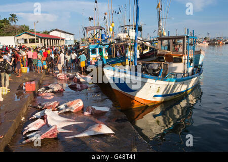 Sri Lanka Mirissa, Port, tôt le matin, Manta Ray pièces à vendre sur le quai Banque D'Images