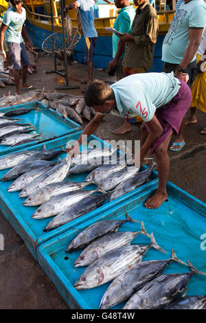 Sri Lanka Mirissa, Port, tôt le matin, du thon à la vente sur le quai Banque D'Images