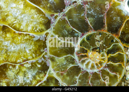 Ammonite fossile. Close up et les détails Banque D'Images