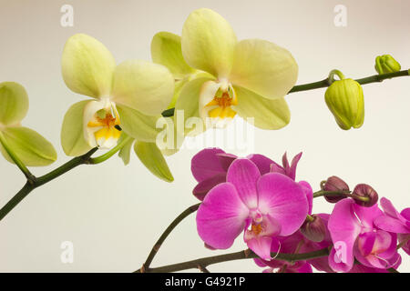 Orchidées Phalaenopsis. Fleurs, bourgeons et la tige. Vert et violet. Banque D'Images