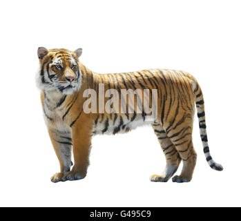 Peinture numérique de Tiger isolated on White Banque D'Images