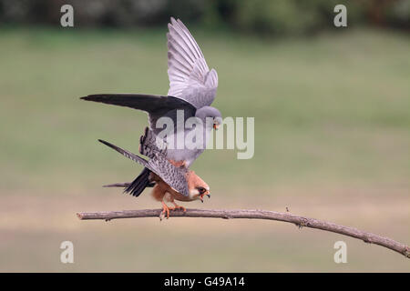 Faucon kobez (Falco vespertinus, paire d'accouplement, Hongrie, Mai 2016 Banque D'Images