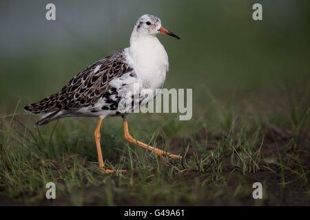 Ruff, Philomachus pugnax, seul mâle par l'eau, de la Hongrie, Mai 2016 Banque D'Images