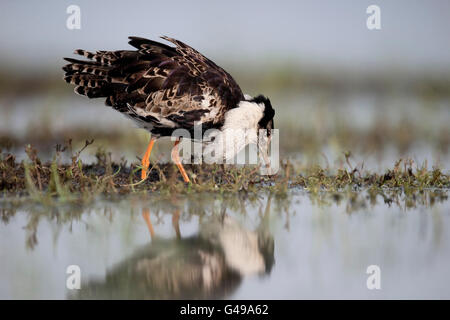 Ruff, Philomachus pugnax, seul mâle par l'eau, de la Hongrie, Mai 2016 Banque D'Images