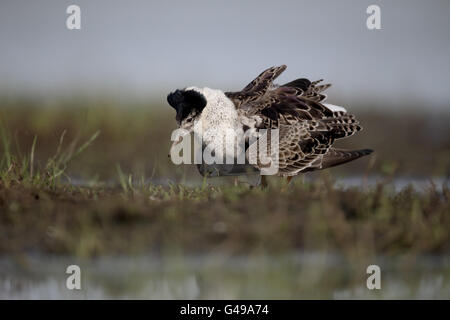 Ruff, Philomachus pugnax, seul mâle par l'eau, de la Hongrie, Mai 2016 Banque D'Images