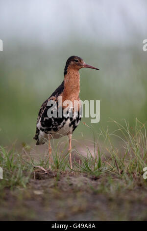 Ruff, Philomachus pugnax, seul mâle par l'eau, de la Hongrie, Mai 2016 Banque D'Images