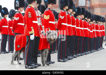 Conmael, la mascotte irlandaise du chien de chasse, s'aligne avec les gardes irlandais lorsqu'ils sont inspectés à leur caserne de Windsor, alors qu'ils se préparent à leurs cérémonies lors du mariage du prince William et de Kate Middleton la semaine prochaine. Banque D'Images