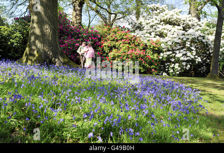 Les gens apprécient les fleurs sur une partie de la promenade de Rhododendron dans le domaine de la maison de Bowood dans le Wiltshire, où les plantes ont fleuri tôt que le temps chaud continue ce week-end de Pâques. Banque D'Images