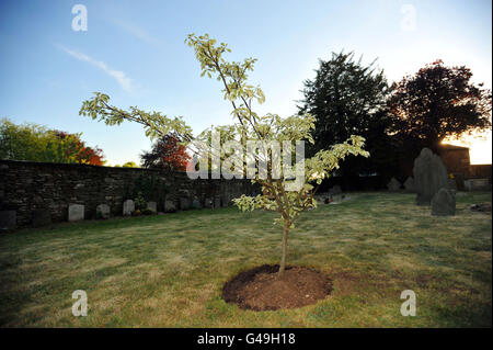 Le « arbre de gâteau de mariage » planté par la duchesse de Cornwall pour commémorer le mariage du prince William et de Catherine Middleton, dans la cour de l'église Sainte Marie à Tetbury. Banque D'Images