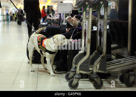 Les policiers et leurs chiens de perquisition effectuent des fouilles routinières dans le terminal 1 de l'aéroport d'Heathrow, alors que l'un des plus grands supporters d'Oussama ben Laden au Royaume-Uni a averti d'une autre attaque terroriste du style 7/7 au lendemain de sa mort. Banque D'Images