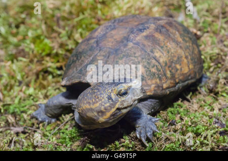 L'Est de la boue, des tortues Kinosternon subrubrum subrubrum, endémique à l'United States Banque D'Images