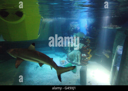 Un requin est sorti dans le premier aquarium sur le thème de Lego à LEGOLAND Windsor. Le réservoir qui forme le nouveau tour Atlantis sous-marin Voyage contiendra plus de 50 espèces et permettra aux visiteurs du parc de faire le tour de huit sous-marins jaunes faits sur mesure où chacun transporte jusqu'à 14 passagers lorsque le trajet ouvrira le 20 mai 2011. Banque D'Images