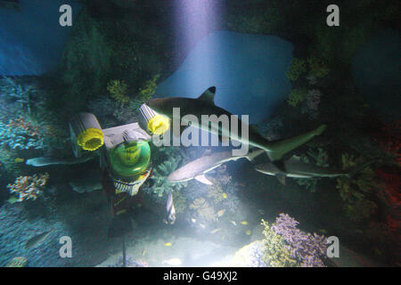 Un requin est sorti dans le premier aquarium sur le thème de Lego à LEGOLAND Windsor. Le réservoir qui forme le nouveau tour Atlantis sous-marin Voyage contiendra plus de 50 espèces et permettra aux visiteurs du parc de faire le tour de huit sous-marins jaunes faits sur mesure où chacun transporte jusqu'à 14 passagers lorsque le trajet ouvrira le 20 mai 2011. Banque D'Images