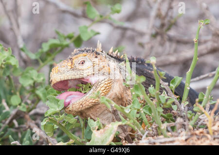 Iguane terrestre des Galapagos, Conolophus subcristatus, se nourrir de la végétation, de Seymour Nord Galapagos, Equateur Banque D'Images