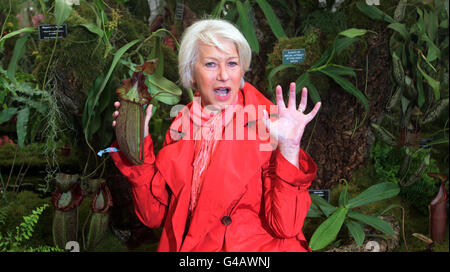 Dame Helen Mirren avec un nouveau cultivar, Nepenthes 'Helen' une plante carnivore qui a été nommée d'après l'actrice, au jardin des Exotiques de Bornéo au salon des fleurs de Chelsea. Banque D'Images