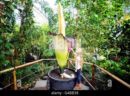 Zenah Horner-Payne, huit ans, de Newquay examine un Titan Arum (Amorphophallus Titanium) au projet Eden à Cornwall, également connu sous le nom de la fleur de cadavre en raison de son odeur de chair pourrie. La fleur mesure 2,91 m de haut et est l'une des plus grandes de Grande-Bretagne. Banque D'Images