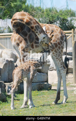 Roofus, une girafe d'une semaine, se nourrit de sa mère Joyce dans son enceinte au zoo Flamingo Land, dans le North Yorkshire, Après avoir été nommé aujourd'hui par les téléspectateurs de la Daybreak d'ITV, sa naissance aux parents Joyce et George est un motif de célébration car la race Rothschild fait partie d'une espèce en voie de disparition et est le résultat de huit années de planification. Banque D'Images