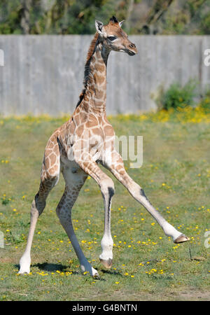 Roofus, une girafe d'une semaine, court dans son enceinte au zoo Flamingo Land, dans le North Yorkshire, Après avoir été nommé aujourd'hui par les téléspectateurs de la Daybreak d'ITV, sa naissance aux parents Joyce et George est un motif de célébration car la race Rothschild fait partie d'une espèce en voie de disparition et est le résultat de huit années de planification. Banque D'Images