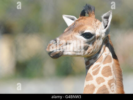 Nouvelle girafe au Flamingo Land nommé Banque D'Images