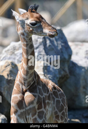Nouvelle girafe au Flamingo Land nommé Banque D'Images