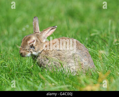 Animaux.Un lapin sauvage atteint de la myxomatose, se trouve dans l'herbe du South Weald Country Park, dans l'Essex. Banque D'Images