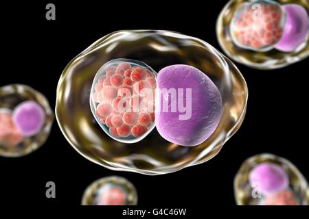 La Chlamydia bactéries dans une cellule. Illustration montrant une inclusion de l'ordinateur composé d'un groupe de la chlamydiose (rouge) près du noyau (violette) d'une cellule. Banque D'Images