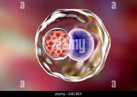 La Chlamydia bactéries dans une cellule. Illustration montrant une inclusion de l'ordinateur composé d'un groupe de la chlamydiose (rouge) près du noyau (violette) d'une cellule. Banque D'Images