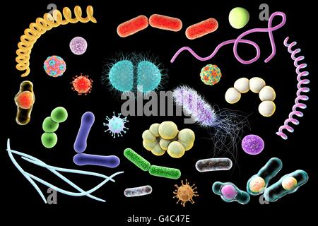 Les microbes. Illustration d'ordinateur d'un mélange contenant des microorganismes (bactéries et virus de types différents. Banque D'Images