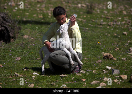 Un agneau blanc lait boissons à partir d'une bouteille d'alimentation en O-Live ferme Medioambiente en Prado del Rey, La Sierra de Cadiz, Andalousie, Espagne Banque D'Images