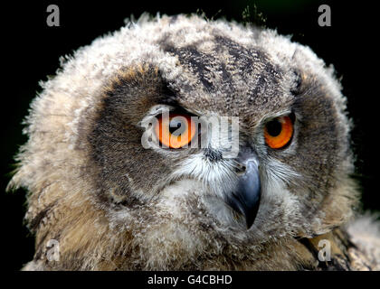 Poussin de Blair Drummond.Gloria, une poussette hibou de 11 semaines, au parc de safari Blair Drummond, près de Stirling. Banque D'Images