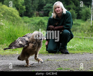 Blair Drummond eagle owl chick Banque D'Images