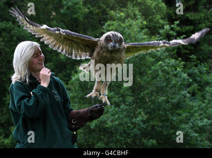 Blair Drummond eagle owl chick Banque D'Images