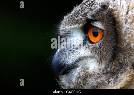 Blair Drummond eagle owl chick Banque D'Images