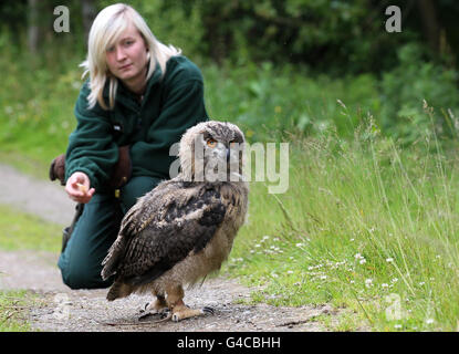 Blair Drummond eagle owl chick Banque D'Images